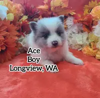 Ace, a male Pomeranian for sale in Longview, WA – Photo 4 of 7