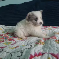 Ace, a male Pomeranian for sale in Longview, WA – Photo 3 of 7