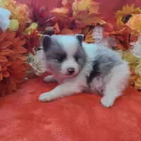 Ace, a male Pomeranian for sale in Longview, WA – Photo 1 of 7