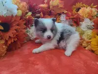 Ace, a male Pomeranian for sale in Longview, WA – Photo 1 of 7