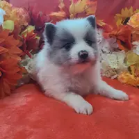 Ace, a male Pomeranian for sale in Longview, WA – Photo 2 of 7