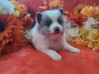 Ace, a male Pomeranian for sale in Longview, WA – Photo 2 of 7