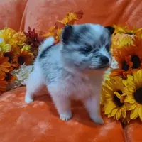 Stormy, a male Pomeranian for sale in Longview, WA – Photo 2 of 2