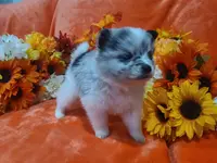 Stormy, a male Pomeranian for sale in Longview, WA – Photo 2 of 2