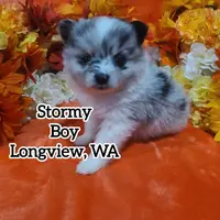 Stormy, a male Pomeranian for sale in Longview, WA – Photo 1 of 2