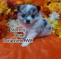 Stormy, a male Pomeranian for sale in Longview, WA – Photo 1 of 2