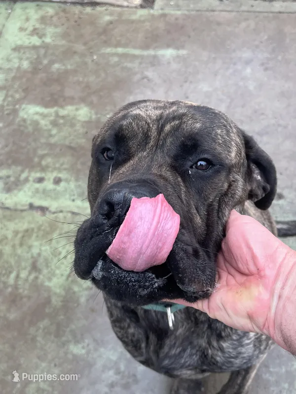 Hank – English Mastiff puppy for sale in Robertsdale, PA