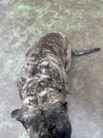 Hank, a male English Mastiff for sale in Robertsdale, PA – Photo 3 of 4