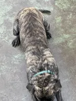 Hank, a male English Mastiff for sale in Robertsdale, PA – Photo 4 of 4