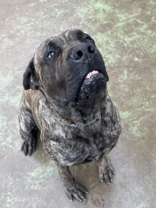 Hank – English Mastiff puppy for sale in Robertsdale, PA