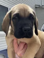 Fawn male 2, a male English Mastiff for sale in Robertsdale, PA – Photo 1 of 2