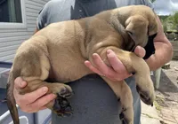 Fawn male 2, a male English Mastiff for sale in Robertsdale, PA – Photo 2 of 2