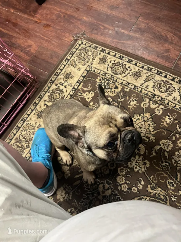 Murphy  – French Bulldog puppy for sale in Robertsdale, PA