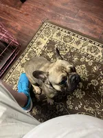 Murphy , a male French Bulldog for sale in Robertsdale, PA – Photo 1 of 3