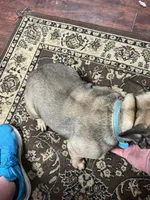 Murphy , a male French Bulldog for sale in Robertsdale, PA – Photo 3 of 3