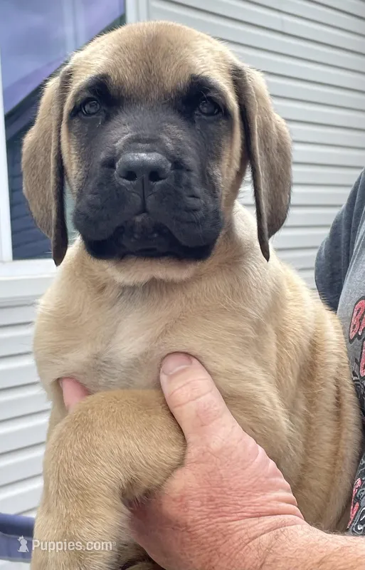 Fawn male 1, a male English Mastiff for sale in Robertsdale, PA – Photo 1 of 2