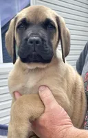 Fawn male 1, a male English Mastiff for sale in Robertsdale, PA – Photo 1 of 2