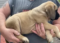 Fawn male 1, a male English Mastiff for sale in Robertsdale, PA – Photo 2 of 2