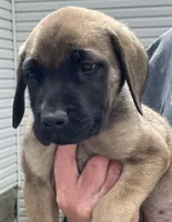 Fawn female, a female English Mastiff for sale in Robertsdale, PA – Photo 1 of 2