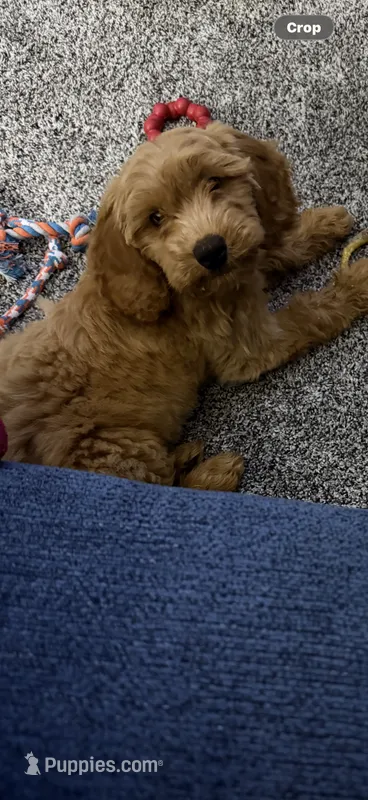 Miniature Goldendoodle  – Miniature Goldendoodle puppy for sale in Portage, MI