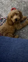 Maizee, a female Miniature Goldendoodle for sale in Portage, MI – 2 of 4