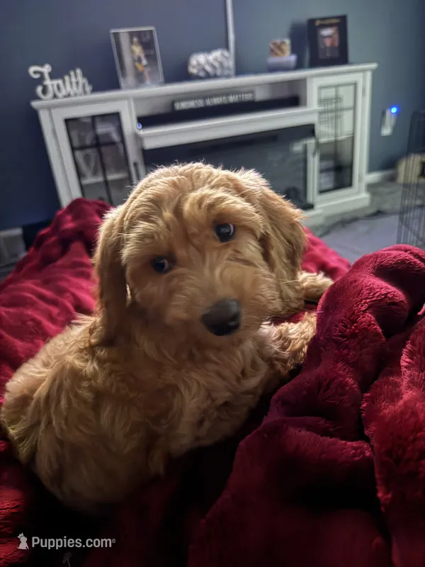 Maizee – Miniature Goldendoodle puppy for sale in Portage, MI