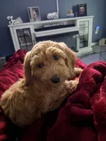 Maizee, a female Miniature Goldendoodle for sale in Portage, MI – 1 of 4