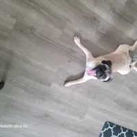 Zeus, a male Pug for sale in San Jacinto, CA – Photo 5 of 9