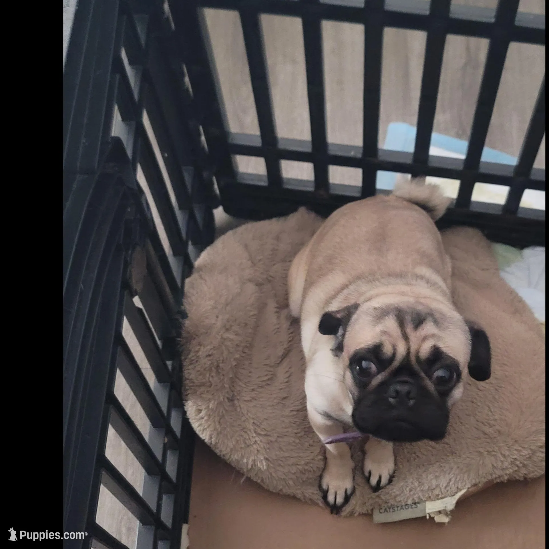 Zeus, a male Pug for sale in San Jacinto, CA – Photo 8 of 9