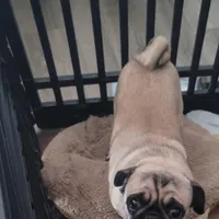Zeus, a male Pug for sale in San Jacinto, CA – Photo 7 of 9