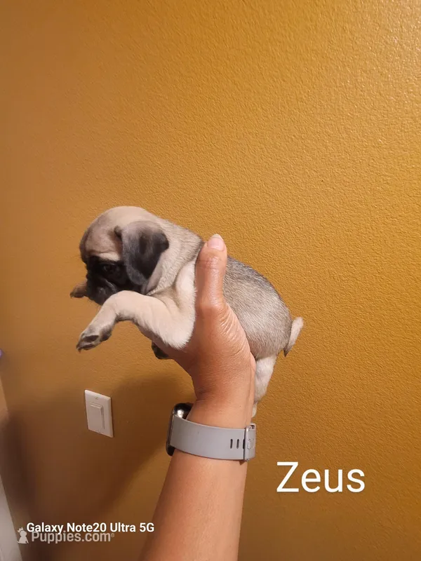Zeus