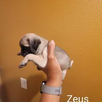 Zeus, a male Pug for sale in San Jacinto, CA – Photo 1 of 9
