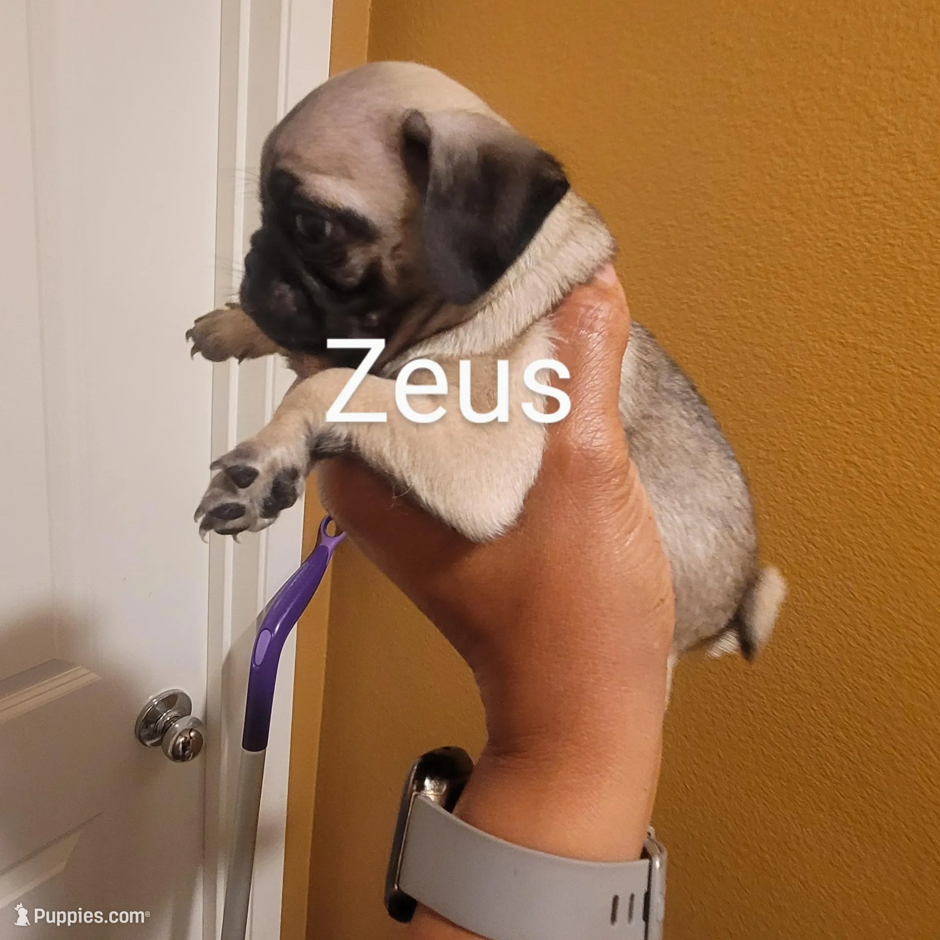 Zeus, a male Pug for sale in San Jacinto, CA – Photo 2 of 9