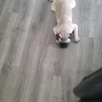 Zeus, a male Pug for sale in San Jacinto, CA – Photo 4 of 9