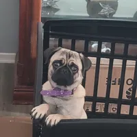 Zeus, a male Pug for sale in San Jacinto, CA – Photo 9 of 9