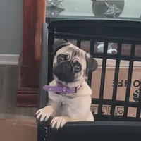 Zeus, a male Pug for sale in San Jacinto, CA – Photo 6 of 9