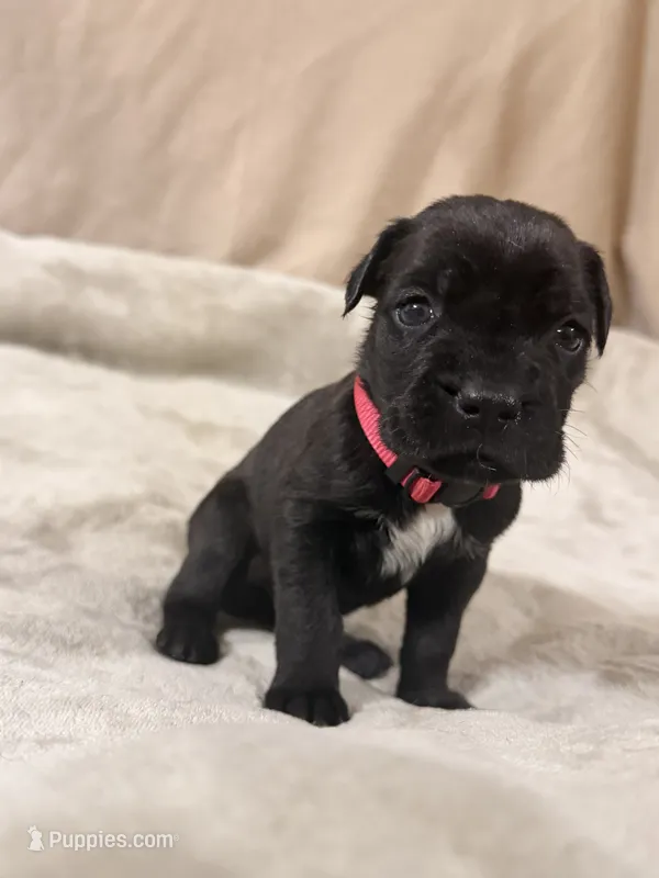 pink – Cane Corso puppy for sale in Joelton, TN