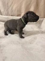 light green, a male Cane Corso for sale in Joelton, TN – 2 of 5