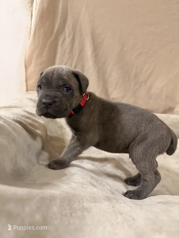 red – Cane Corso puppy for sale in Joelton, TN