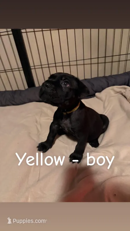 yellow, a male Cane Corso for sale in Joelton, TN – Photo 1 of 1