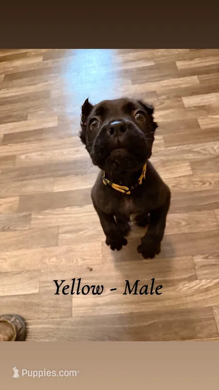 yellow – Cane Corso puppy for sale in Joelton, TN