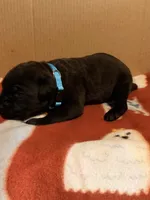 light blue, a male Cane Corso for sale in Joelton, TN – 2 of 3