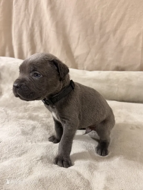black – Cane Corso puppy for sale in Joelton, TN