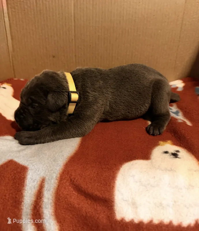yellow – Cane Corso puppy for sale in Joelton, TN