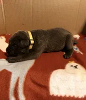 yellow, a female Cane Corso for sale in Joelton, TN – 1 of 3