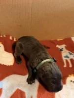 light green, a male Cane Corso for sale in Joelton, TN – 2 of 3