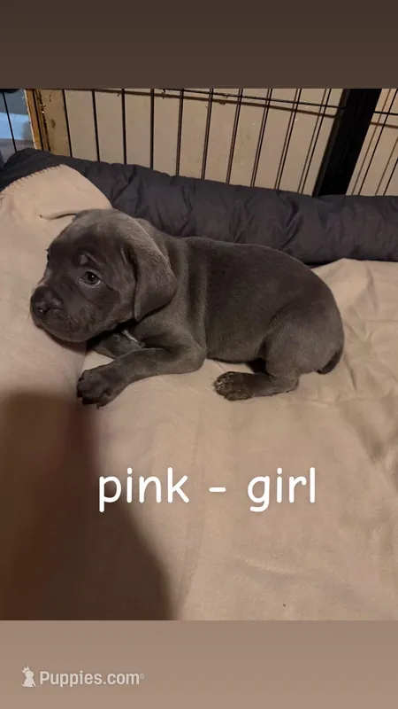 pink, a female Cane Corso for sale in Joelton, TN – Photo 1 of 1