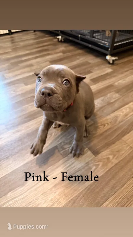 pink – Cane Corso puppy for sale in Joelton, TN