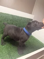 dark blue, a male Cane Corso for sale in Joelton, TN – 2 of 8