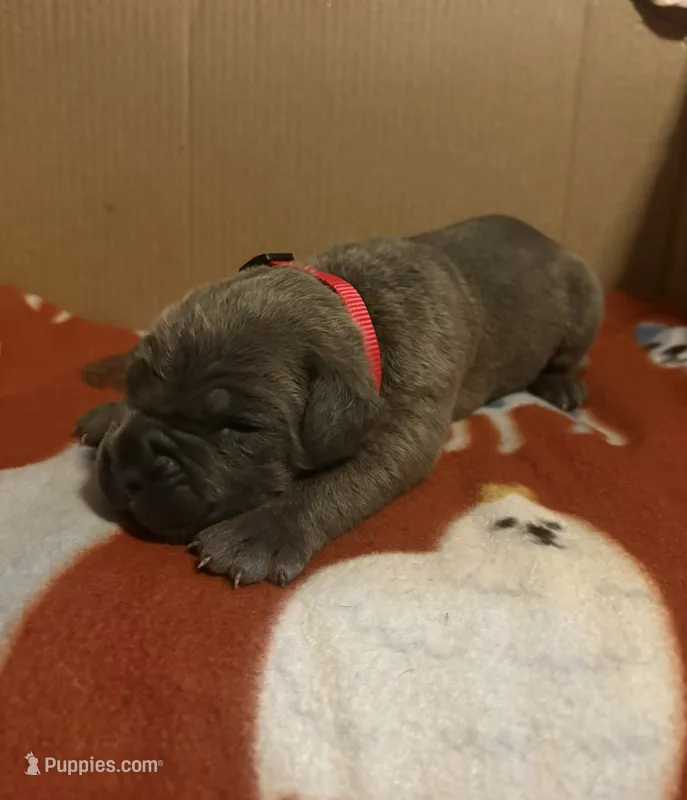 red – Cane Corso puppy for sale in Joelton, TN
